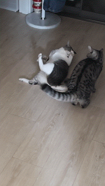 gSzcrs.gif