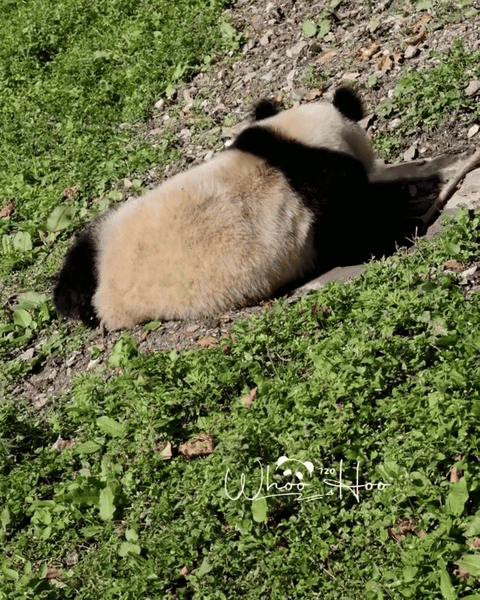 gcfOoE.gif