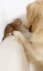 gdcEcF.gif