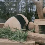 ggFIlf