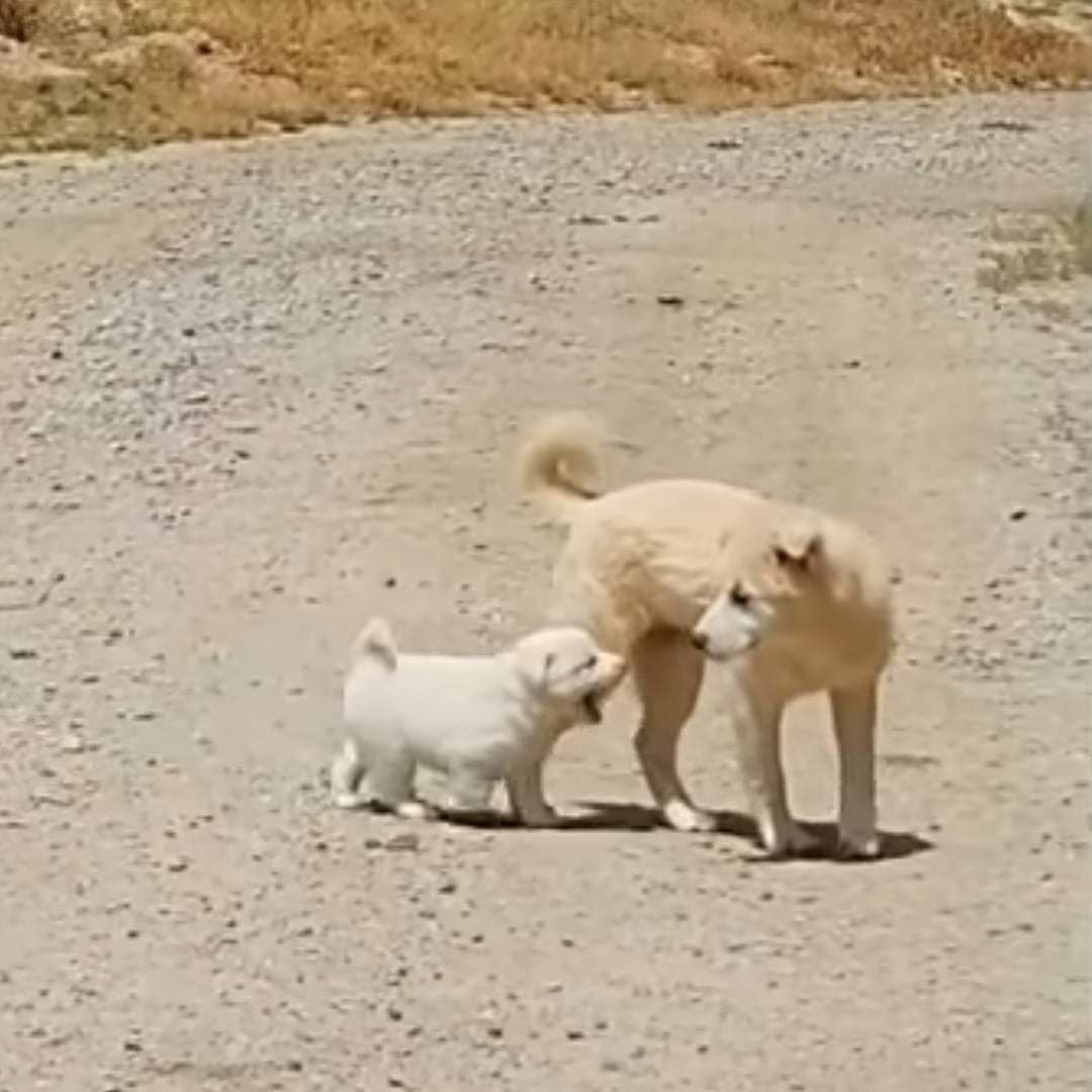 gkPXOh