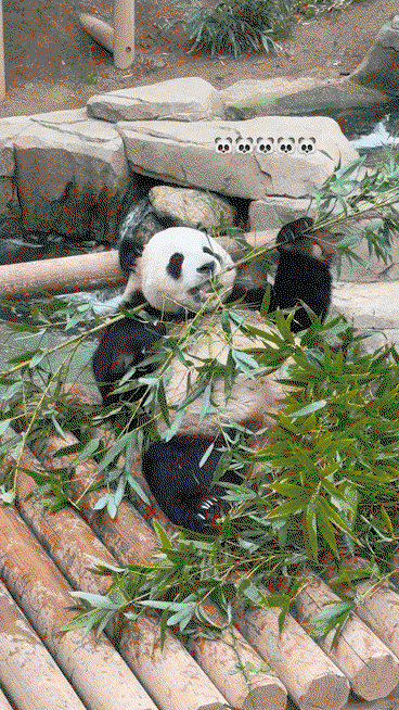 gkXfiI.gif