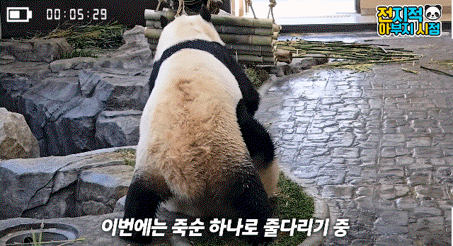 gonSxr.gif