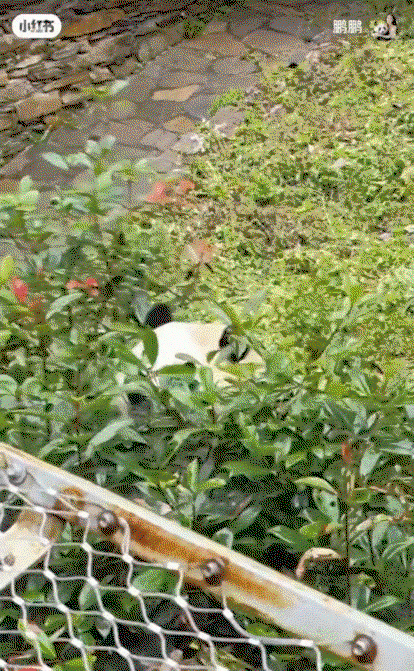 gvvvxB.gif