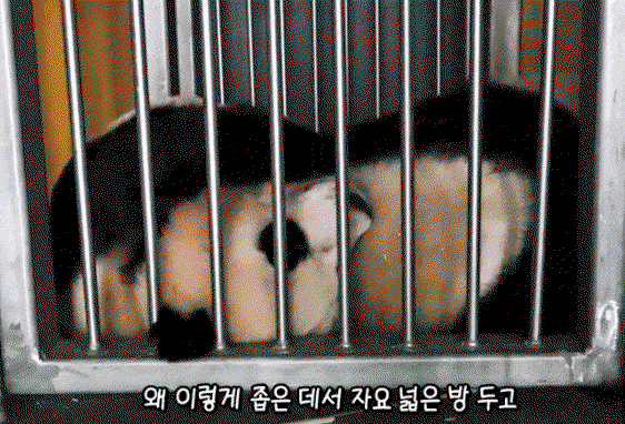 hDsCBC.gif