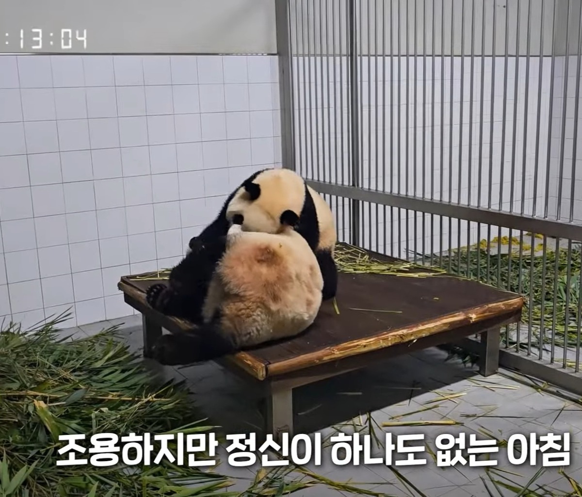 더쿠 - 러바오 침대랑 아루후 침대 컨디션 다른거 너무 귀여워ㅋㅋ