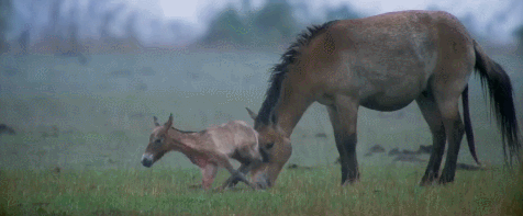hFqfjn.gif