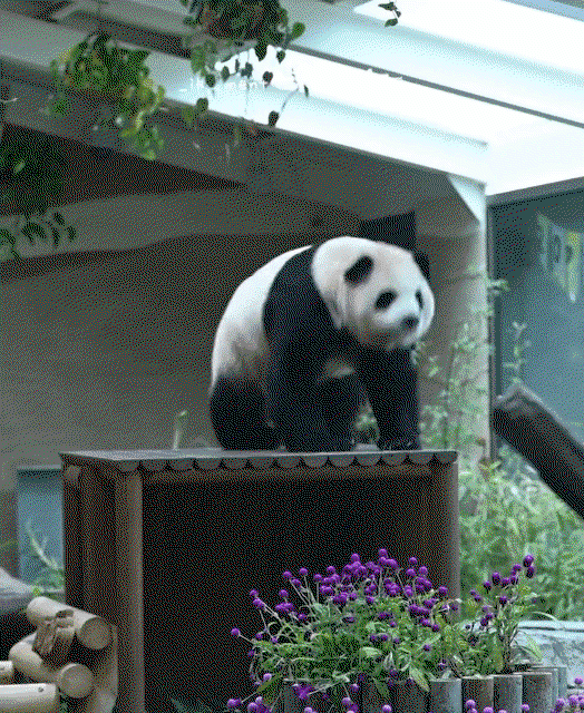hKBjcQ.gif