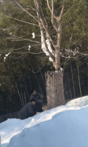 hVgaiG.gif