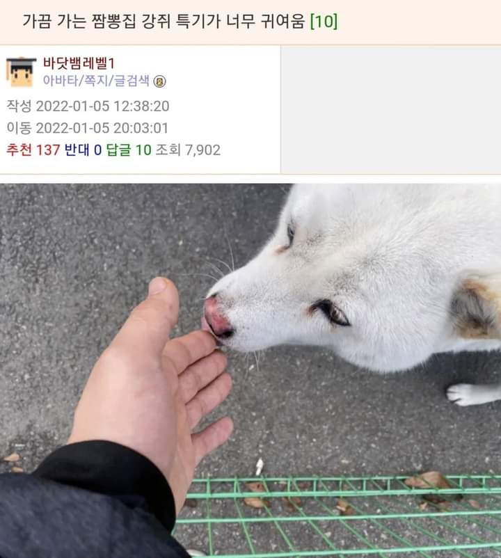 더쿠 - 가끔 가는 짬뽕집 강쥐 특기가 너무 귀여움