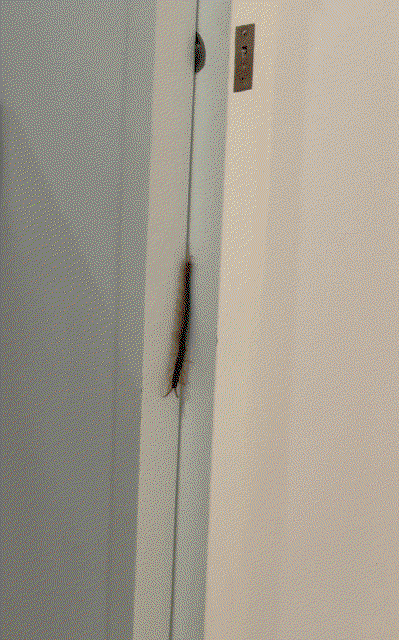 hfzeLj.gif