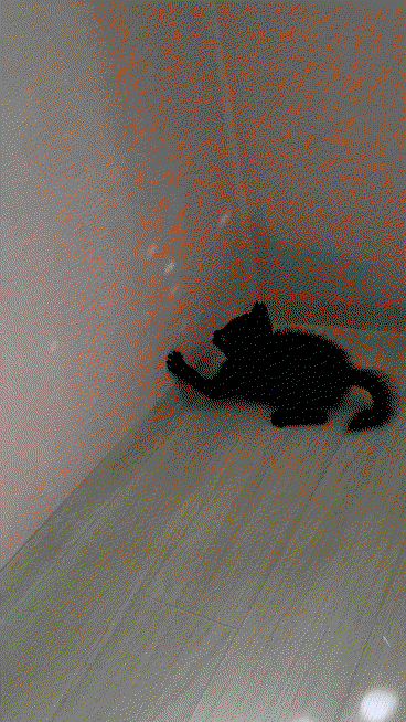 hqUSCZ.gif