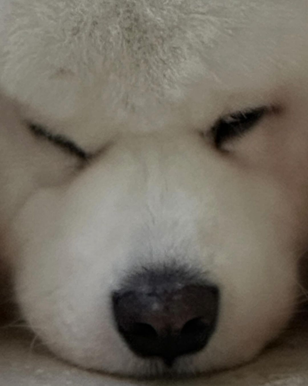 hvHJun