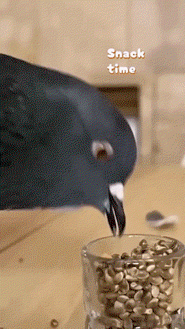 iRrUmr.gif