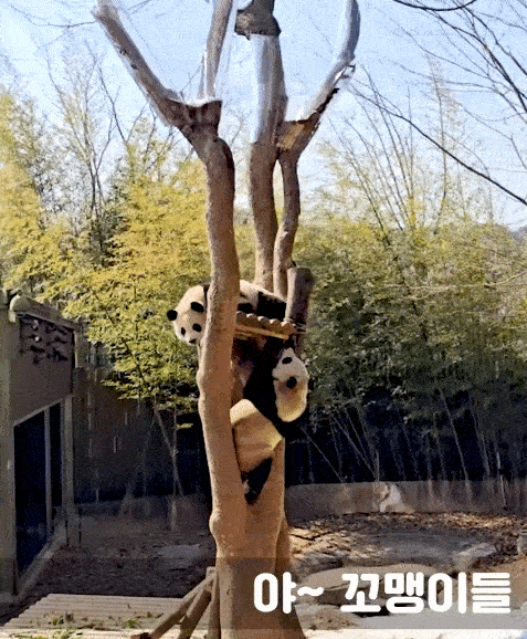 ibNMQR.gif