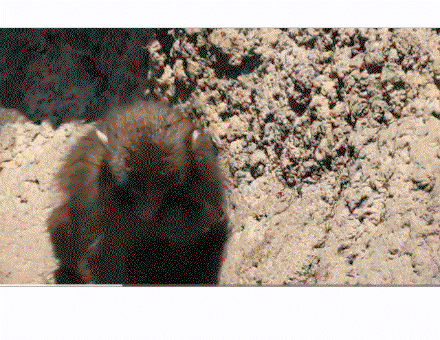 ihcTEL.gif