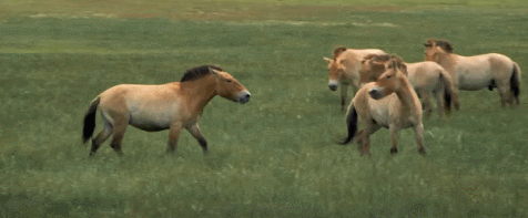 ijGuAt.gif