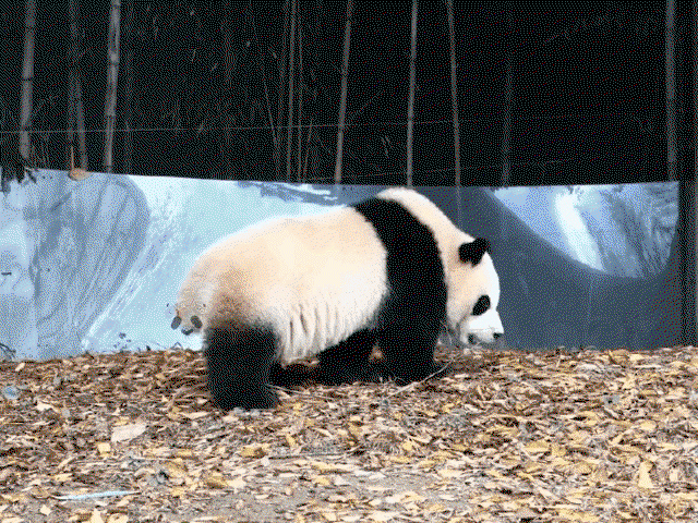 ijUNfW.gif
