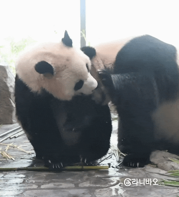 ipHdol.gif