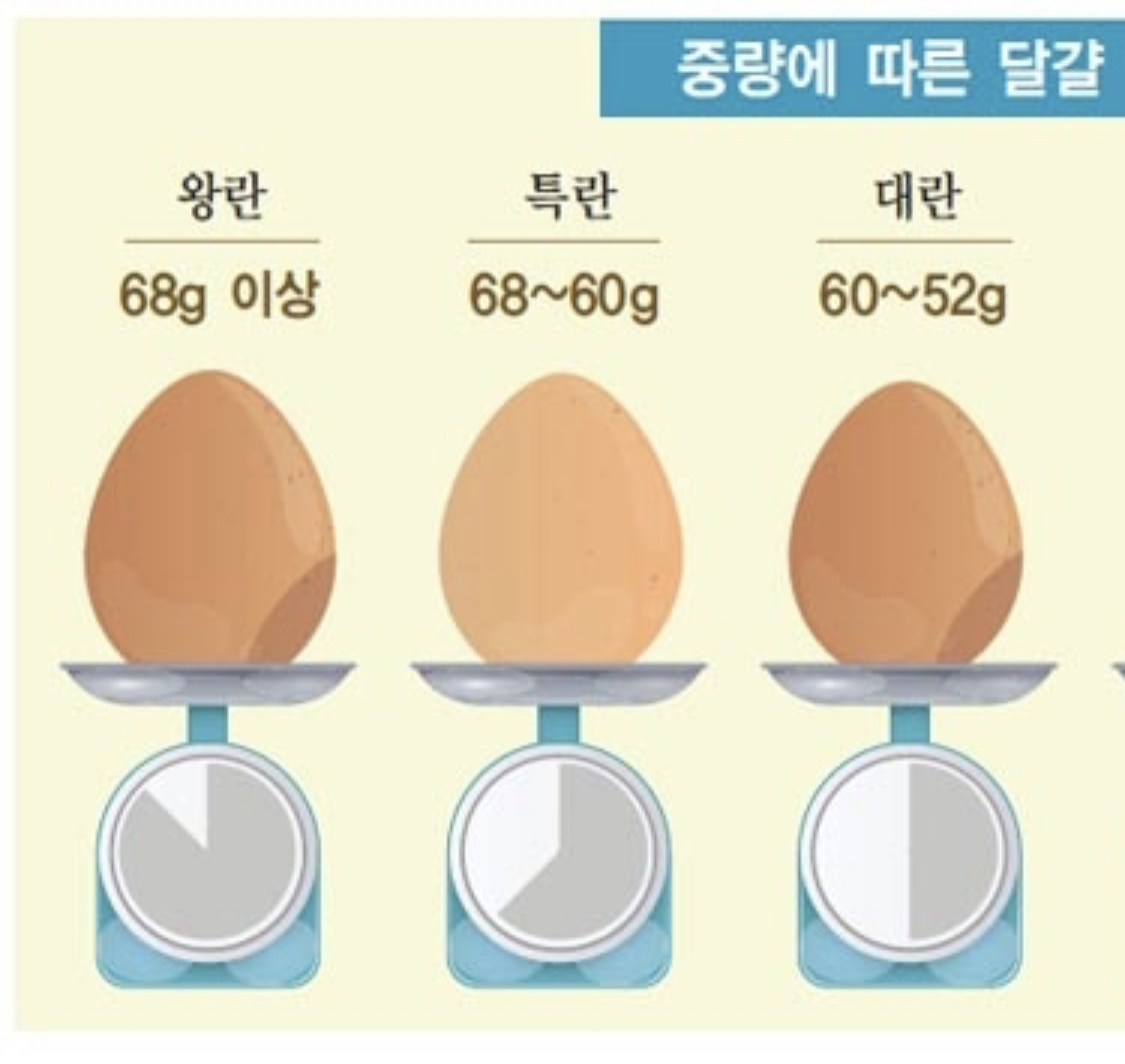 더쿠 - 정보) 계란이 제일 큰 사이즈는 왕란이다