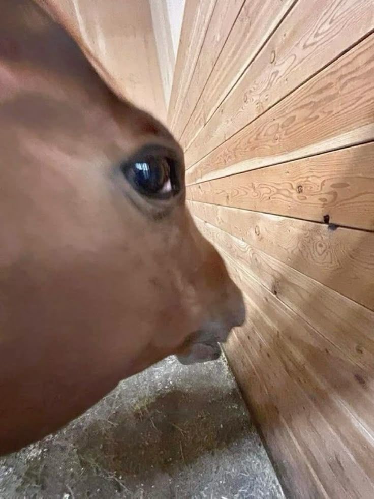 itpbSP