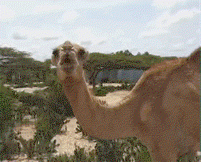 izcTrU.gif