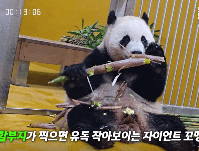 izgNvH.gif