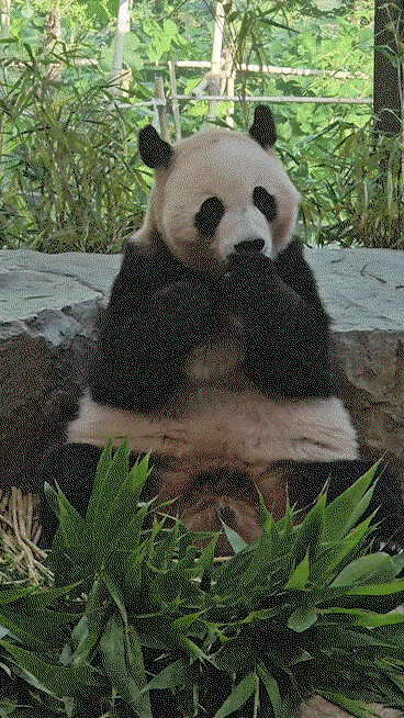 jICtDO.gif