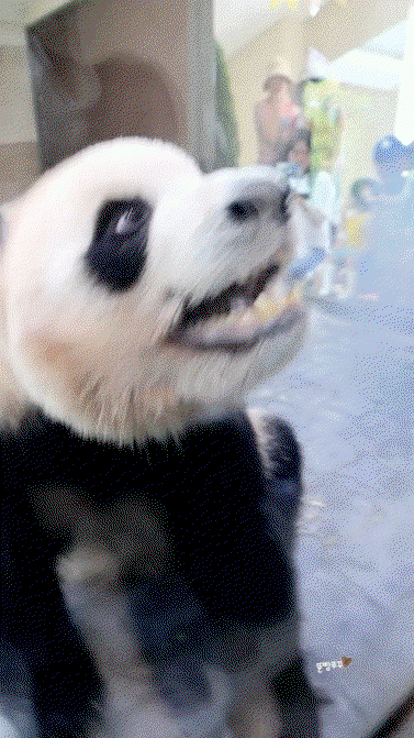 jINiua.gif