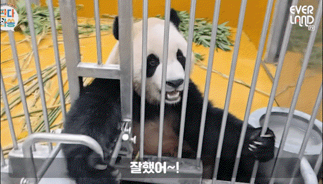 jPCQAE.gif
