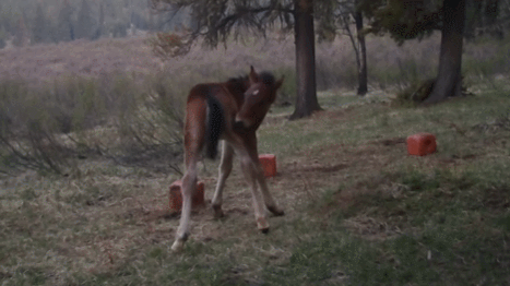 jPaQvI.gif