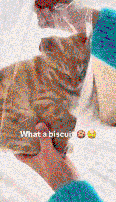 jRsROB.gif