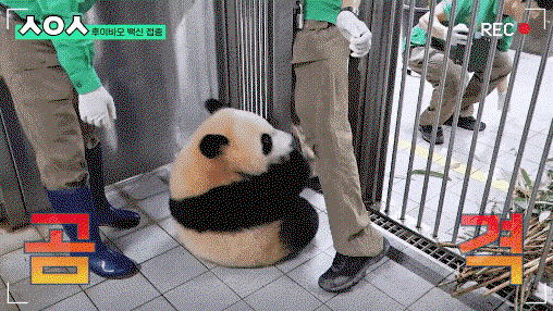 jaiQSp.gif
