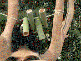 kGaHuu.gif