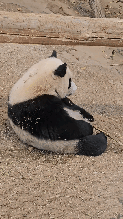 kIwMet.gif