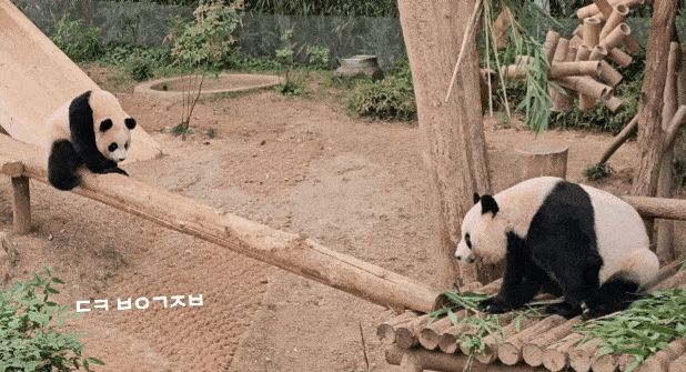 kLjPXQ.gif