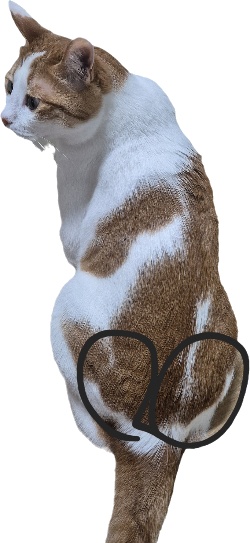 kNzCma