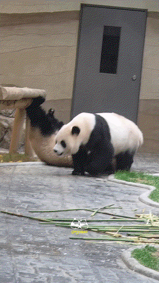 kPcaop.gif