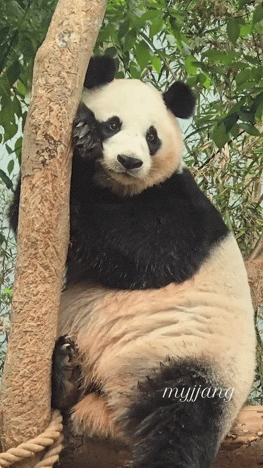 kQPRTA.gif