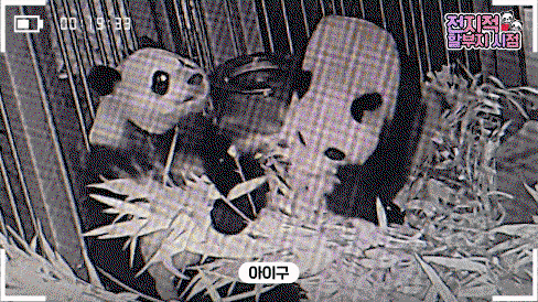kRygOL.gif