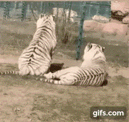 kTbrWB.gif