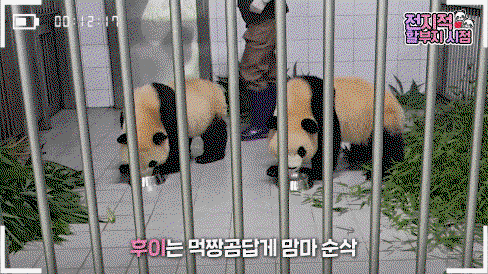 kcdtaZ.gif