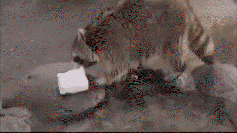 ketLKW.gif