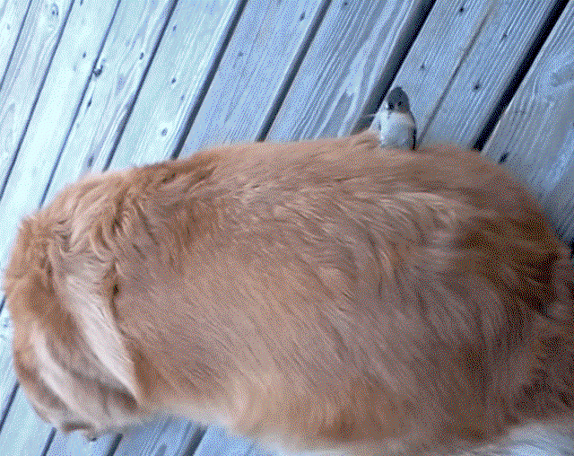 kgqZqf.gif
