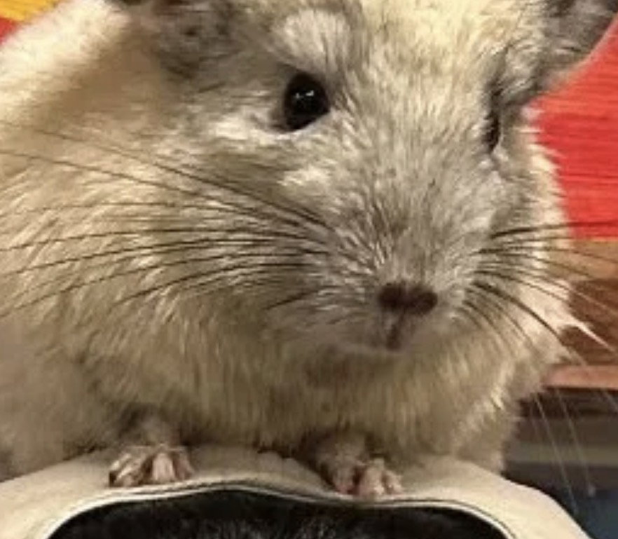 kiRfga