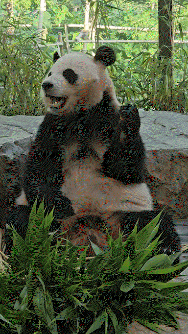 kigKXi.gif