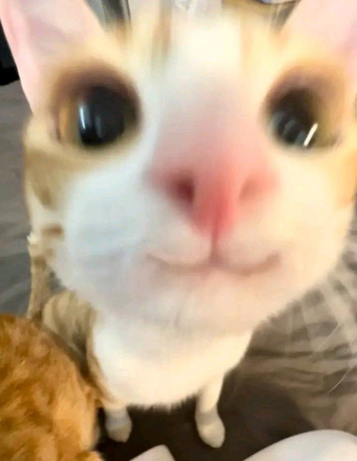 koVdcv