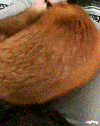 kpDSlc.gif