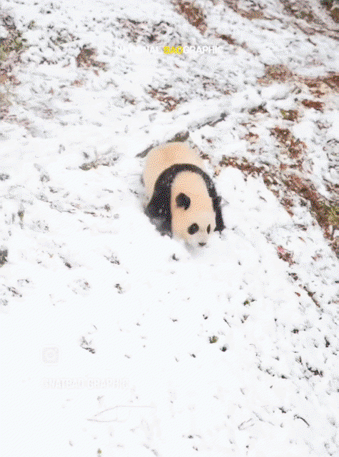kpeyTE.gif