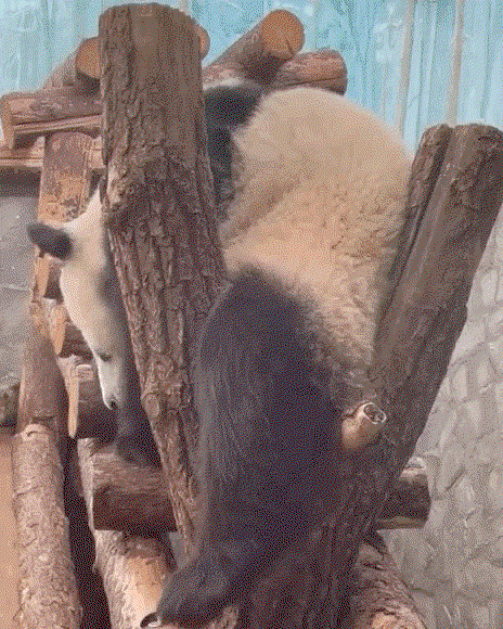 kquARm.gif